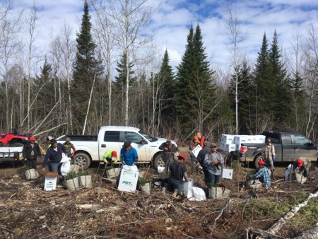 Guest workers regenerating a northern Minnesota forest. (photo: @Chris_KTDunham, Twitter)