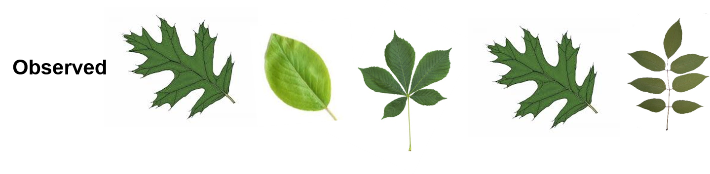 Five example trees.